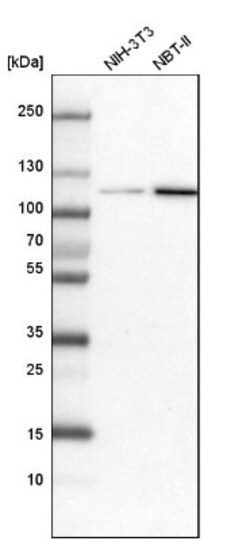 ATP9A Antibody, Novus Biologicals 0.1mL; Unlabeled:Antibodies, Polyclonal